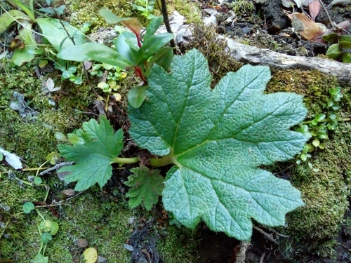 Gunnera tinctoria