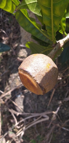 Gustavia augusta