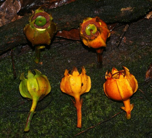 Gustavia hexapetala