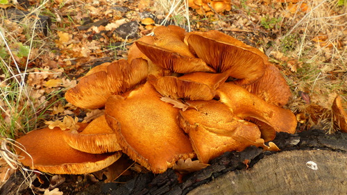 Gymnopilus spectabilis