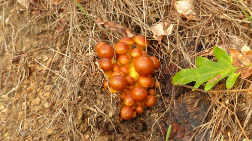 Gymnopilus spectabilis