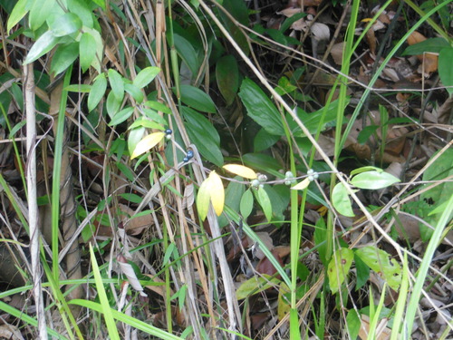 Gynochthodes sublanceolata