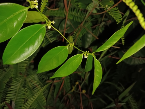 Gynochthodes sublanceolata