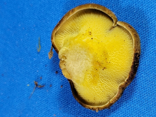 Gyrodon merulioides