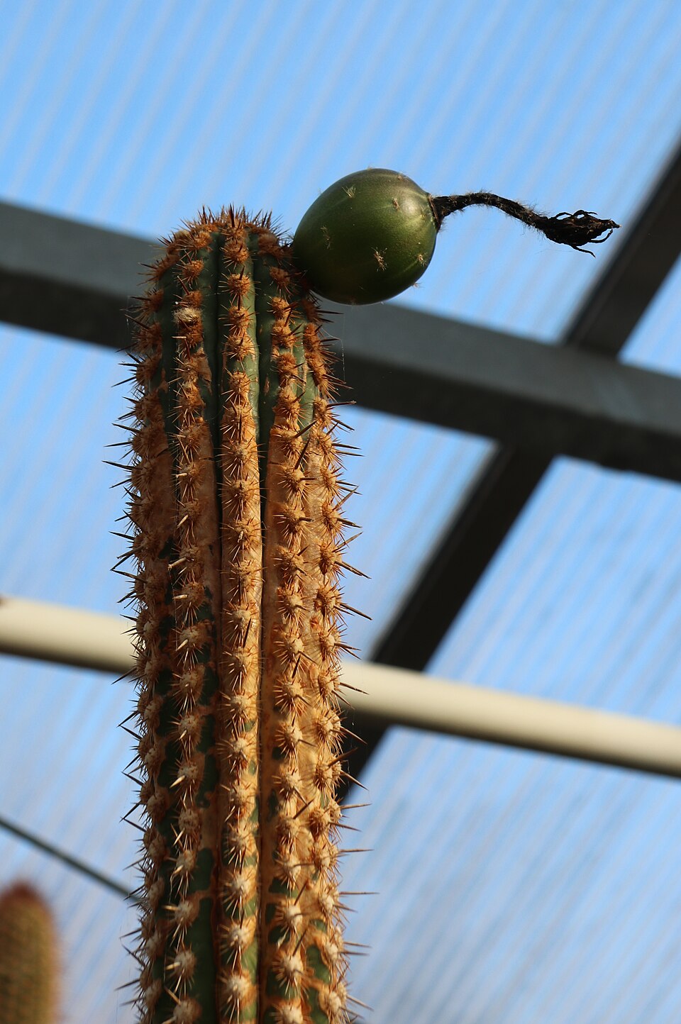 Haageocereus multangularis