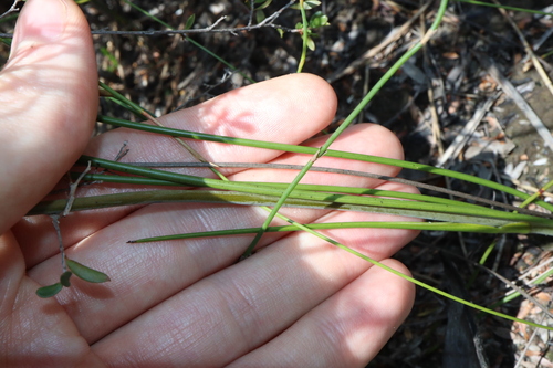 Haemodorum corymbosum