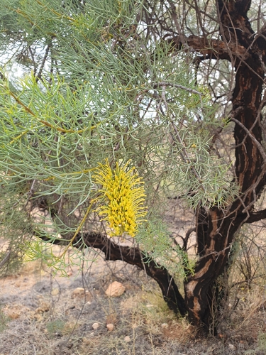 Hakea divaricata