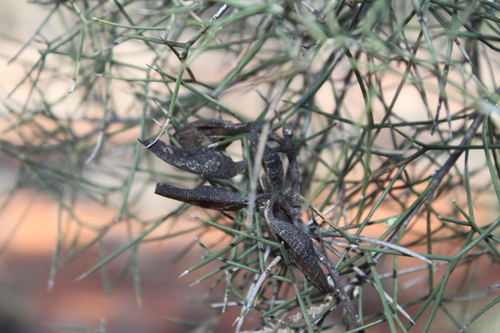 Hakea ivoryi