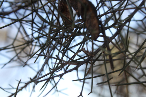 Hakea ivoryi