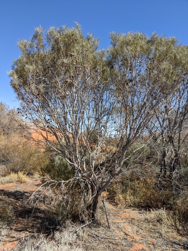Hakea leucoptera