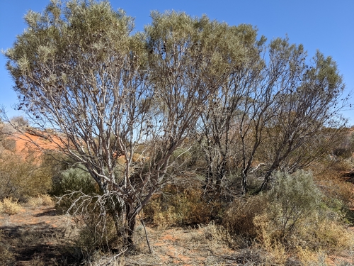 Hakea leucoptera