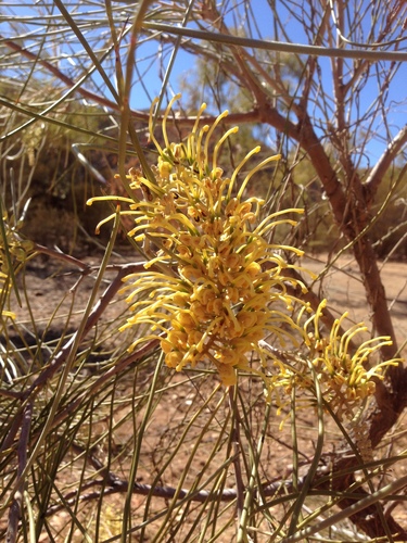 Hakea lorea