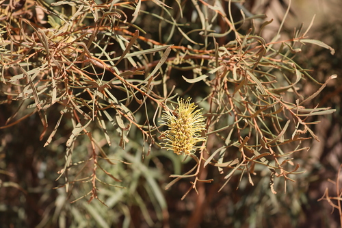Hakea macrocarpa