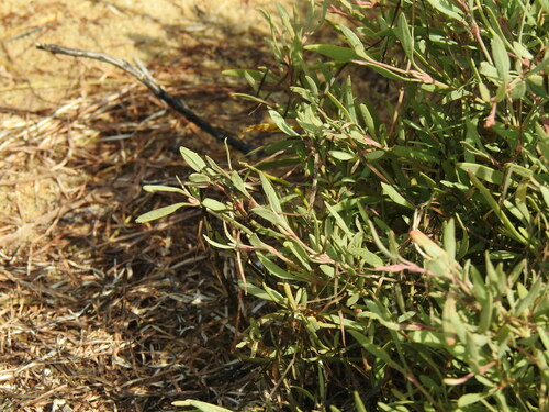 Halimione portulacoides