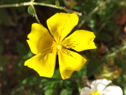 Halimium lasianthum