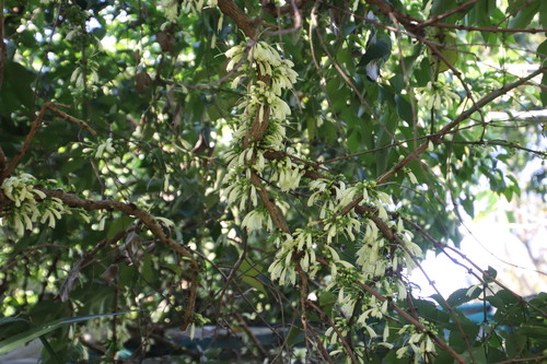 Halleria lucida