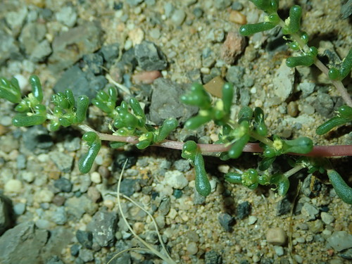 Halogeton arachnoideus