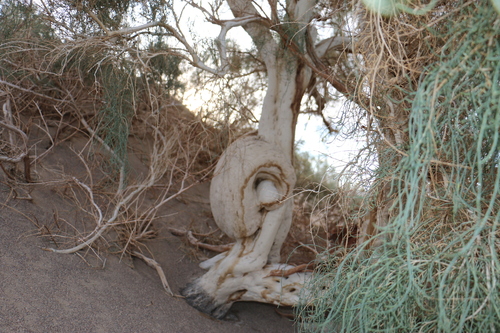 Haloxylon ammodendron