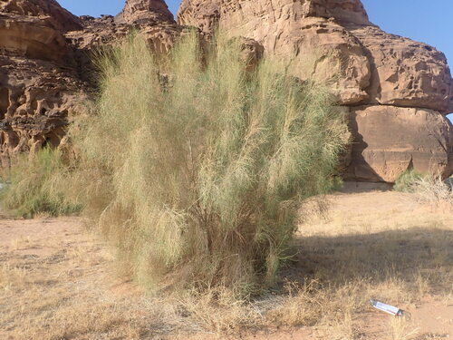 Haloxylon persicum