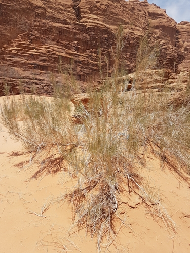 Haloxylon persicum