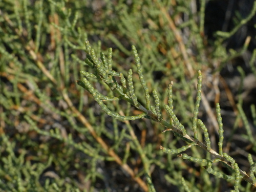 Haloxylon salicornicum