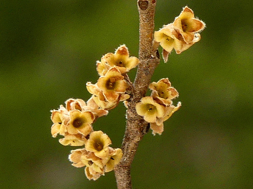 Hamamelis virginiana
