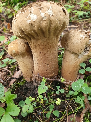 Handkea excipuliformis