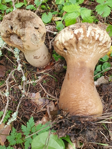 Handkea excipuliformis