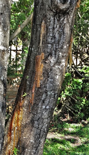 Harpephyllum caffrum