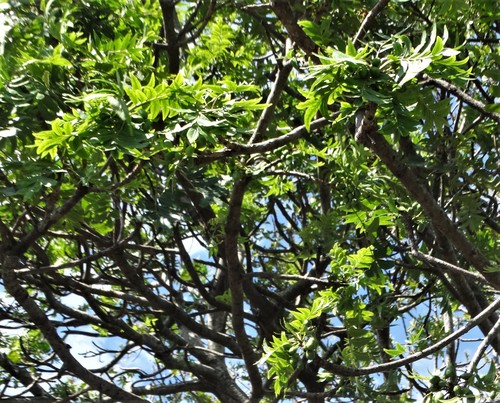 Harpephyllum caffrum