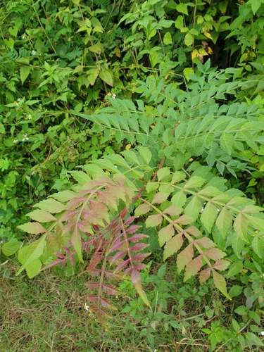 Harrisonia perforata