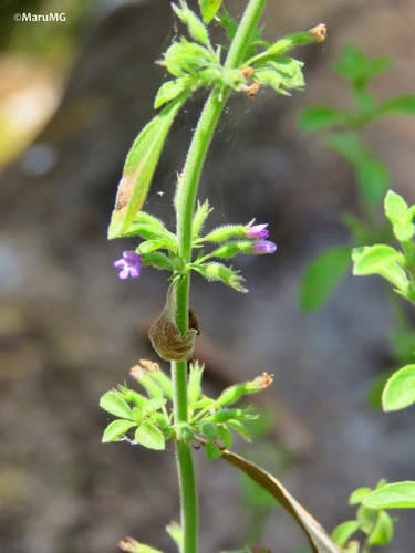 Hedeoma drummondii