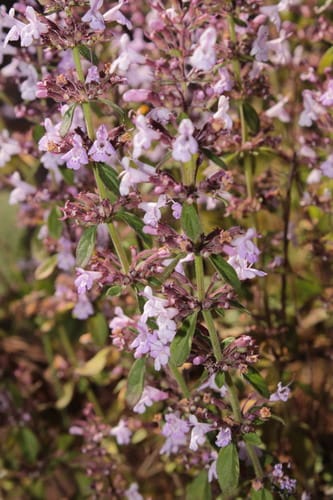 Hedeoma patens