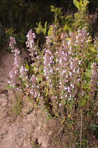 Hedeoma patens