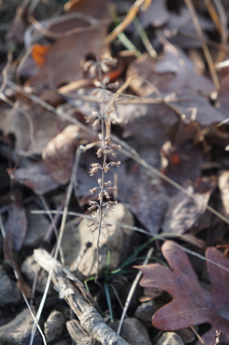 Hedeoma pulegioides