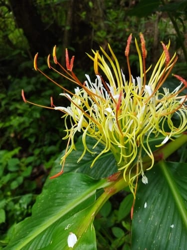 Hedychium ellipticum