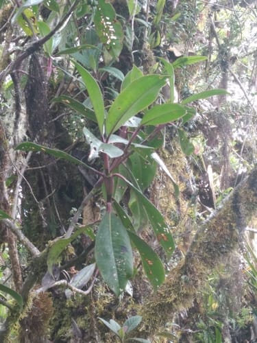 Hedyosmum maximum