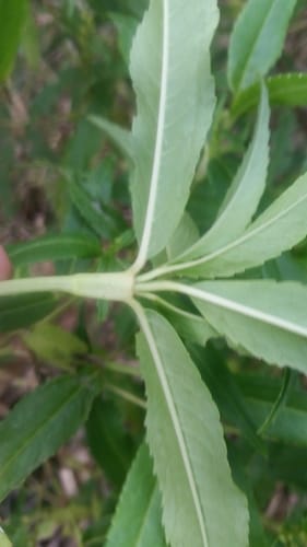 Hedyosmum nutans