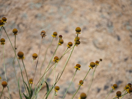 Helenium puberulum