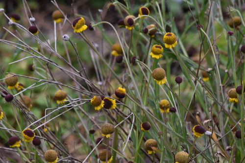 Helenium puberulum