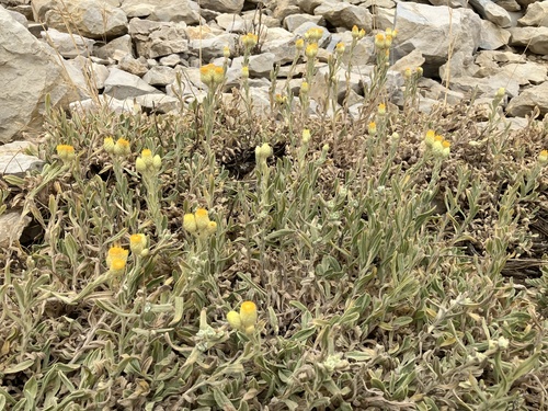 Helichrysum plicatum