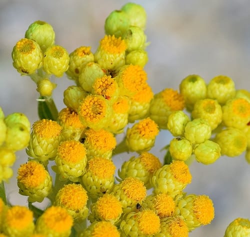Helichrysum plicatum subsp. polyphyllum