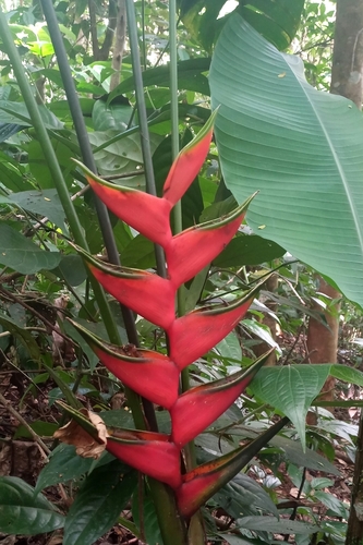 Heliconiaceae