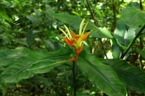 Heliconia brevispatha