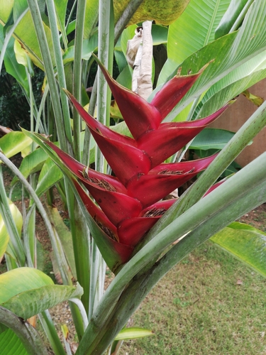 Heliconia caribaea