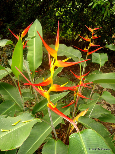 Heliconia latispatha