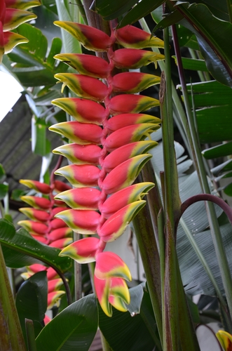 Heliconia rostrata
