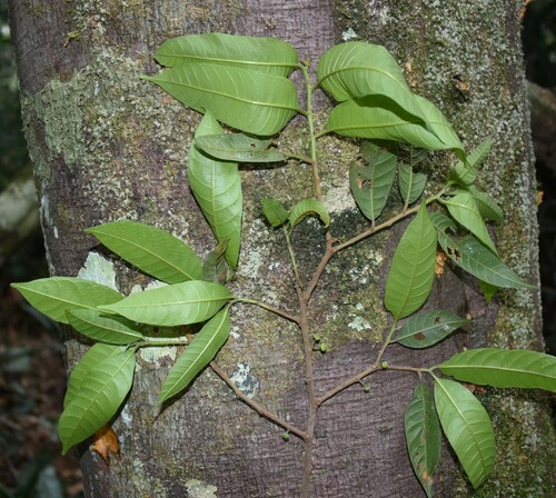 Helicostylis elegans