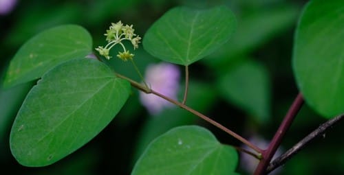 Helinus integrifolius