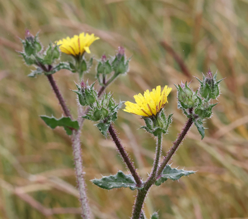 Helminthotheca echioides